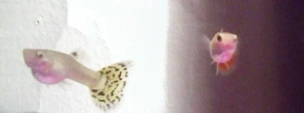 SP_A2704.webp