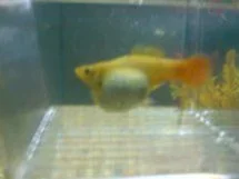 PlatySideView.webp