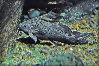 Synodontis_velifer.webp