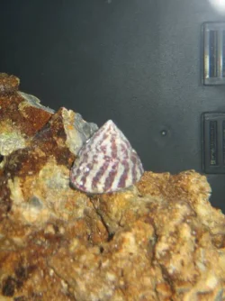 AfterSnails.webp