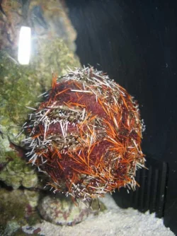 Urchin.webp