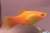 Fresh_fish_018sf.webp