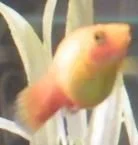 Fresh_fish_001s.webp
