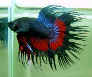 betta.webp