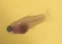 FRY____006s.webp