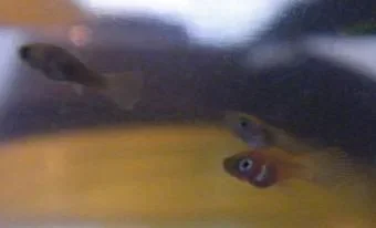 My_first_fry____002s.webp