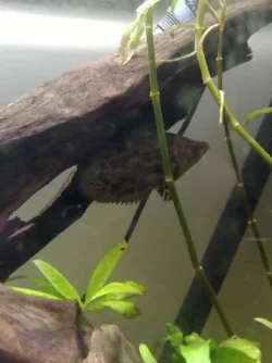Bushfish_.webp