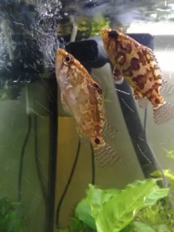 leaffishpair.webp