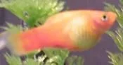 Fresh_fish_002s.webp