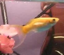 My_first_fry____003ss.webp