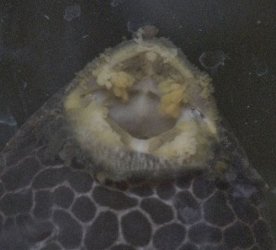 PLECOSTOMUS_mouth.jpg