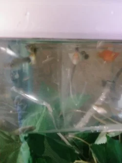 balloons_n_cobra_guppy.webp