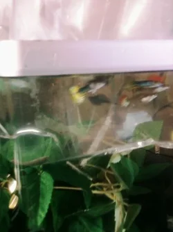 cobra_guppies.webp