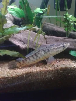 C.punctata1.webp