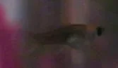 FRY____002s.webp