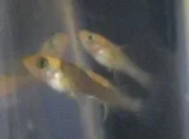 FRY____003s.webp