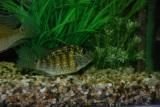 Geophagus2.JPG Geophagus2.JPG