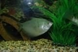 Moonlight_Gourami.JPG Moonlight_Gourami.JPG