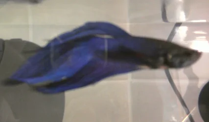 Merlin.webp