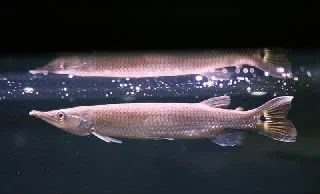 Rocket_gar..webp