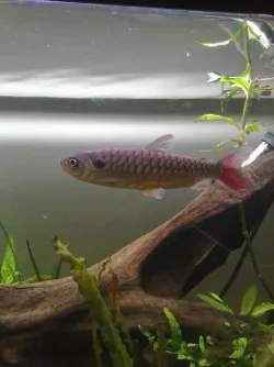 Pinktailedcharacin1.webp