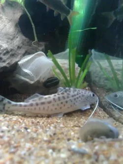 1bigpictus.webp