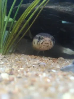 1c.punctata.webp
