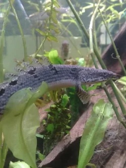 1polypterusdelhezi.webp