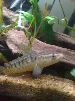 C.punctata2dave.webp