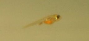 Cropped_silver_tipped_tetra_baby.jpg