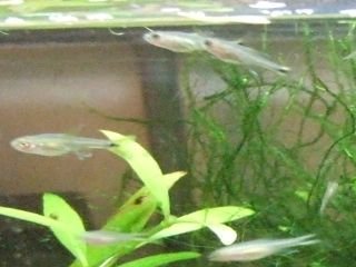fry_tank_cropped.jpg