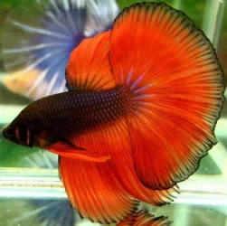 orange.webp