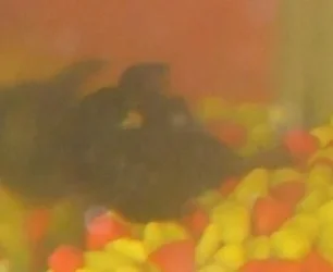 bristlenose.webp