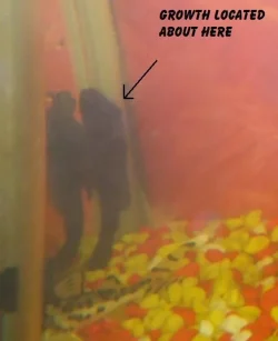 bristlenose1.webp