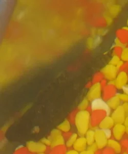 bristlenose2.webp