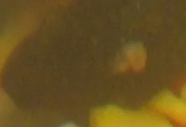 bristlenose3.webp