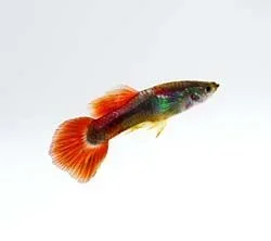 guppy_20male.webp