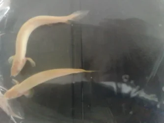 Albinosenegals.webp