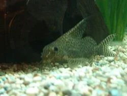250px_Synodontis_eupterus_1.webp 250px_Synodontis_eupterus_1.webp