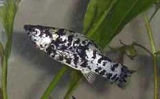 DSC03299.webp
