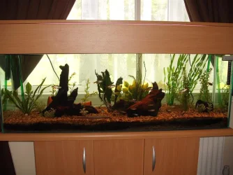 whole_tank.webp