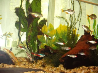 many_fish_pic.webp