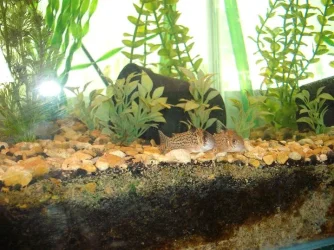 unsure_corys.webp