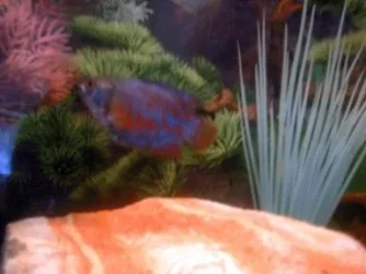 pic024.webp