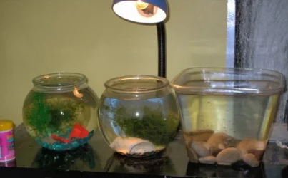 3bowls.webp
