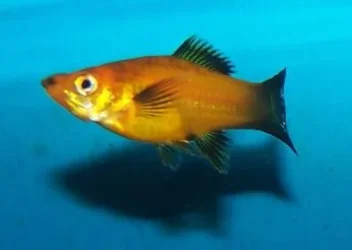platy.webp