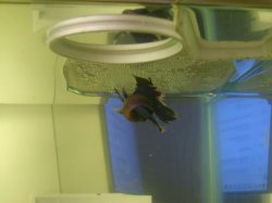 Betta_Embrace.jpg