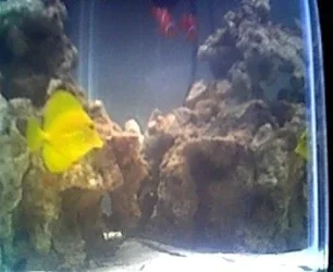 my_coolass_fish.webp