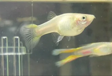 Pregnant_Lyretail_Guppy__Small_.webp