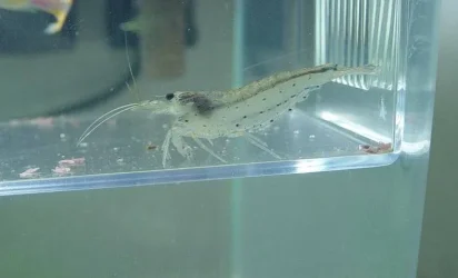Amano_Shrimp_2.webp